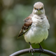 Image for article titled Digital artist painstakingly breaks down why our state birds suck